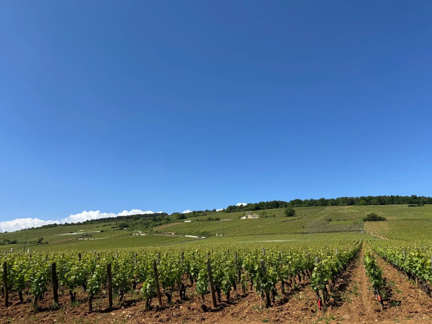 Romanée-Saint-Vivant RSV 特級園坡位與估價分析
