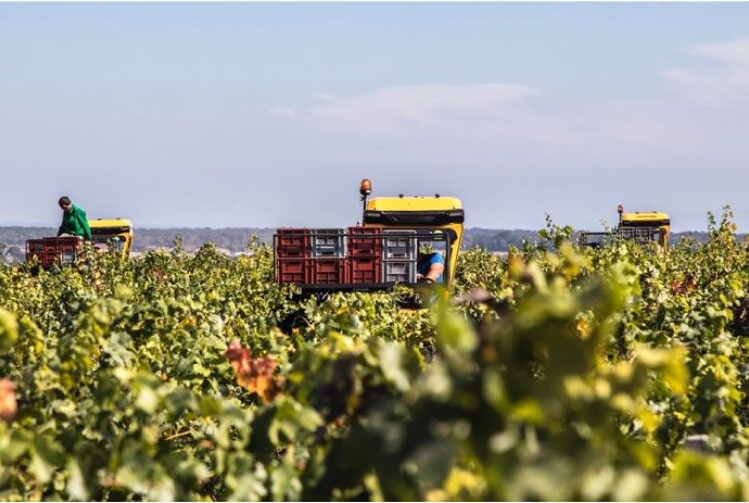 Domaine Leroy Musigny Grand Cru 紅酒