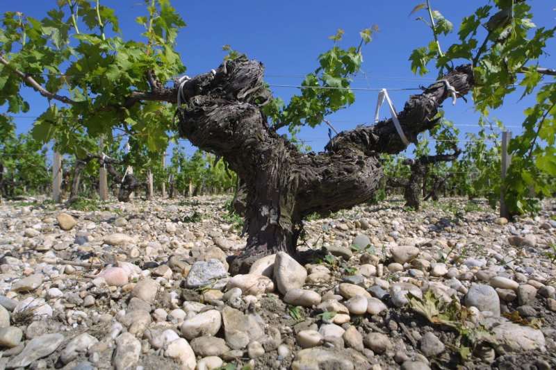 瑪歌產區複雜的風土地塊劃分示意圖