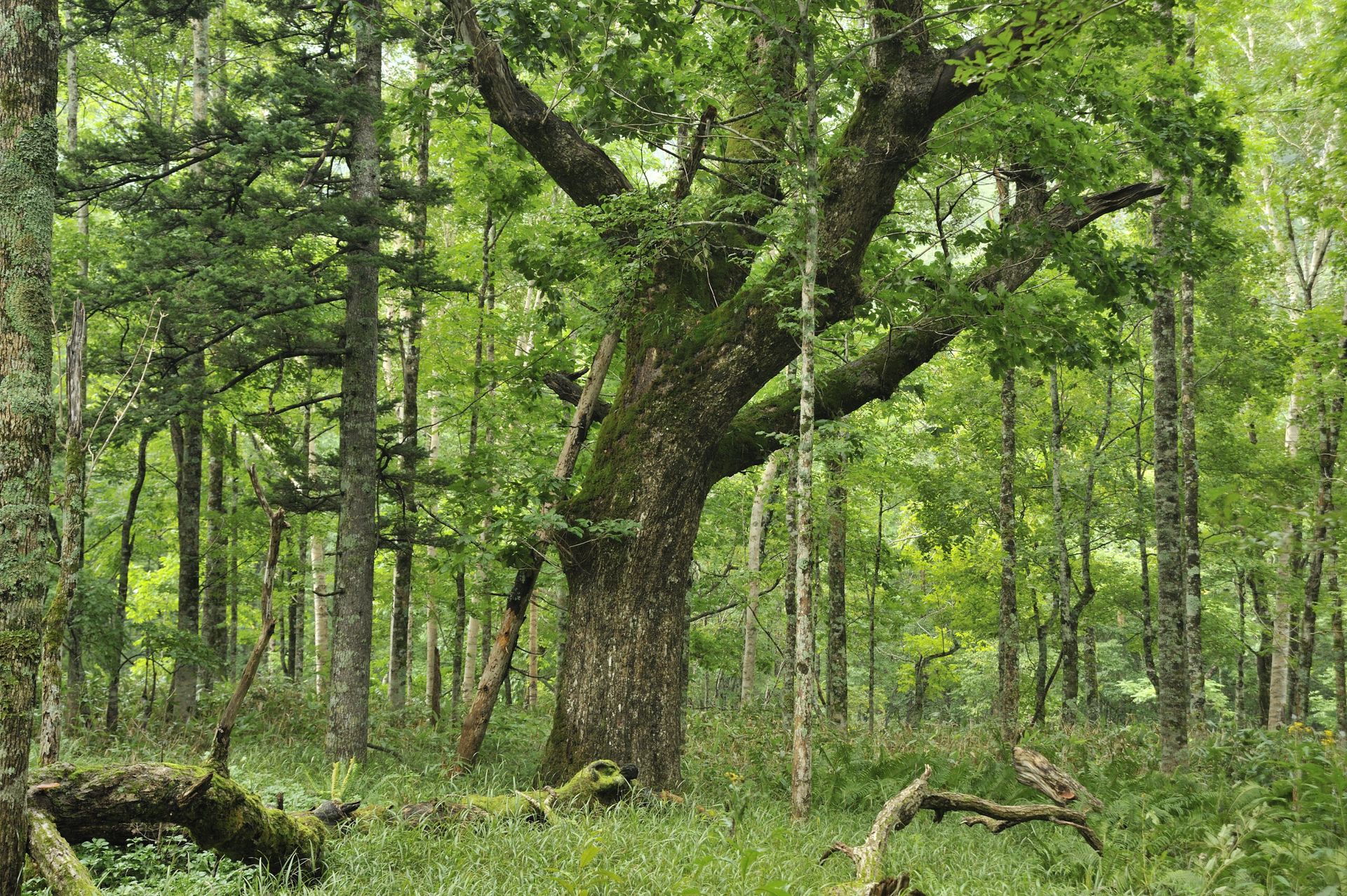水楢木林與橡木桶