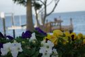 Coquina - Garden and dock