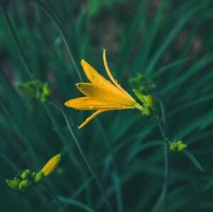dewdrops flower