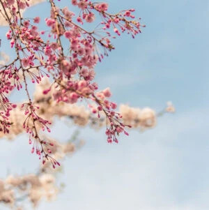 bloom