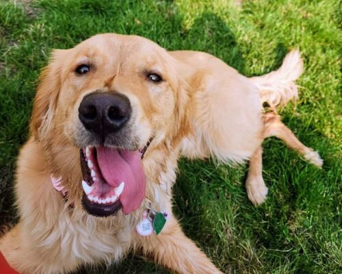 happy and healthy dog