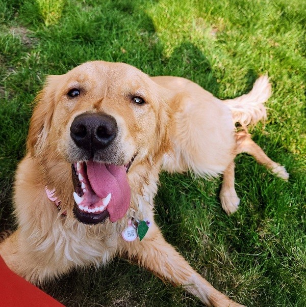 happy and healthy dog