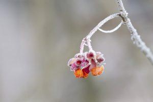 Stock a flower bud covered in frost