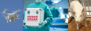 A drone, a Human Organ for Transplant box, and a pig