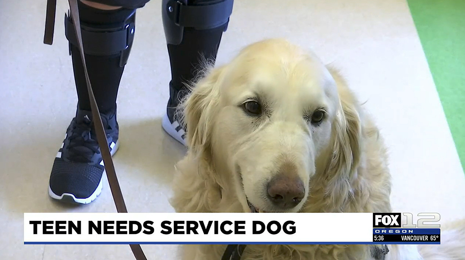 Service dog Keebler is a white-yellow retriever in this news screenshot with ticker from FOX 12 Oregon reading Teen Needs Service Dog.