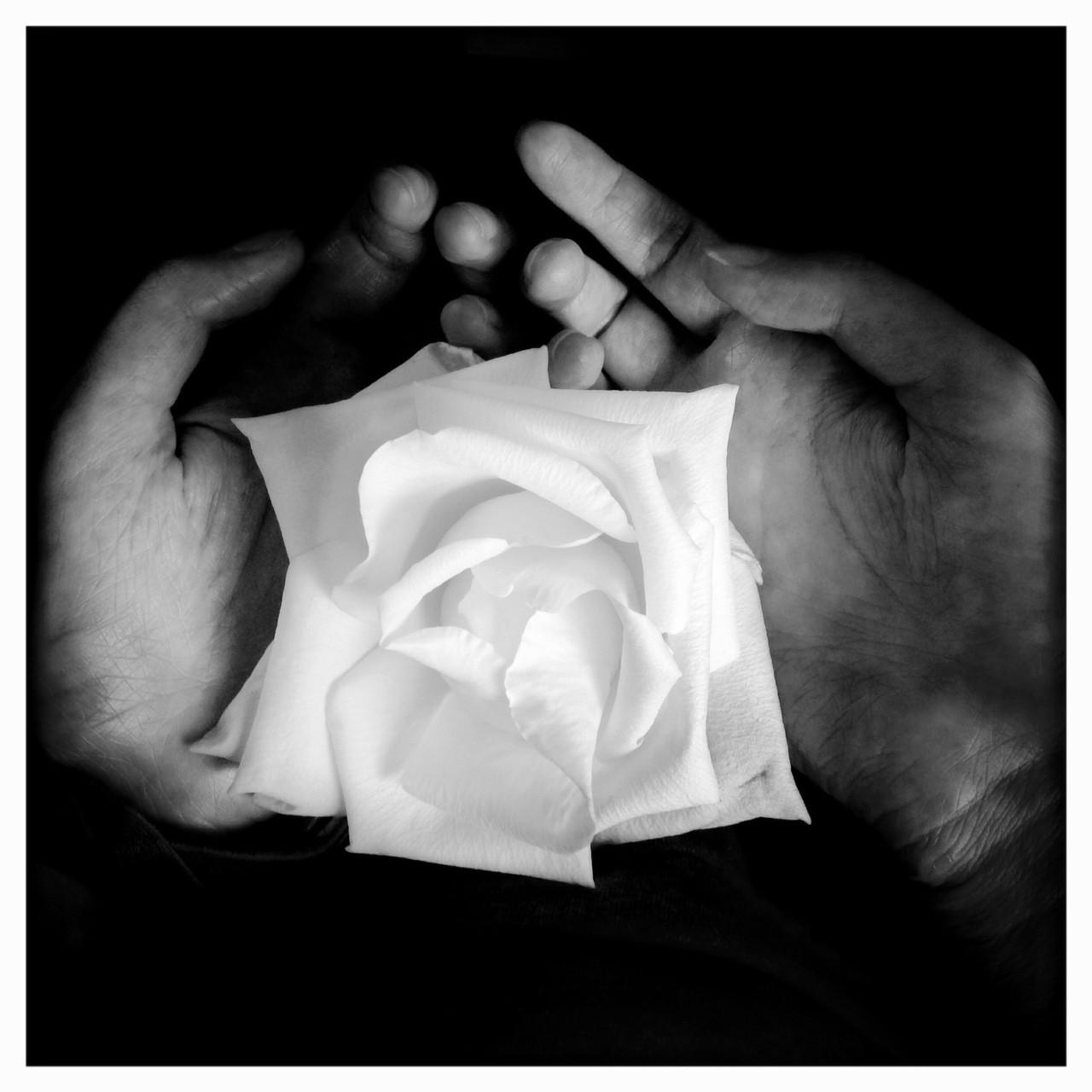 Rachael Short photography HelpHOPELive rose black and white