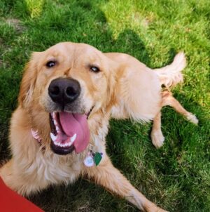 Service dog of Stryder Doescher. A golden retriever.
