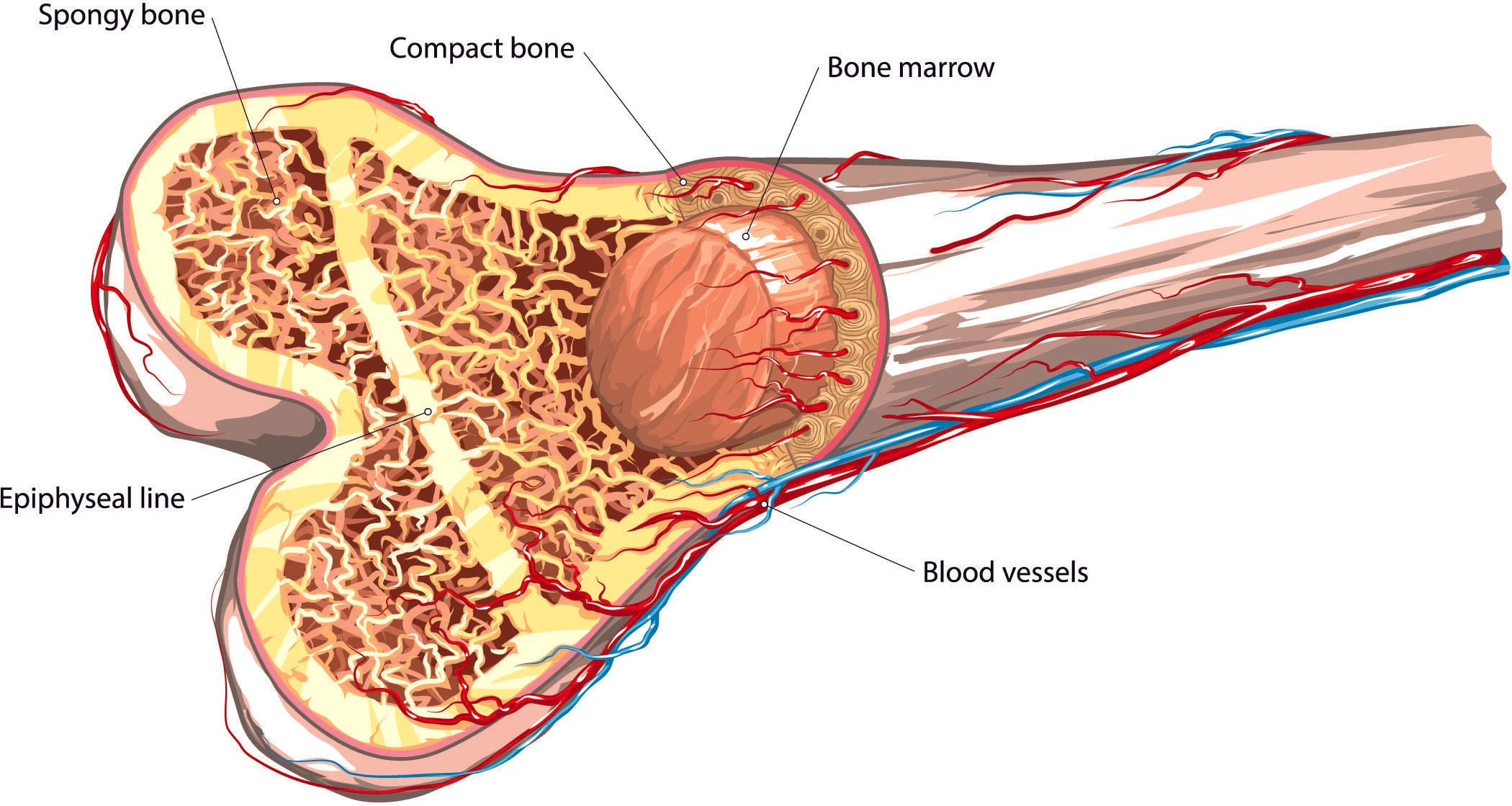 Understanding Bone Marrow Transplants and Related Care