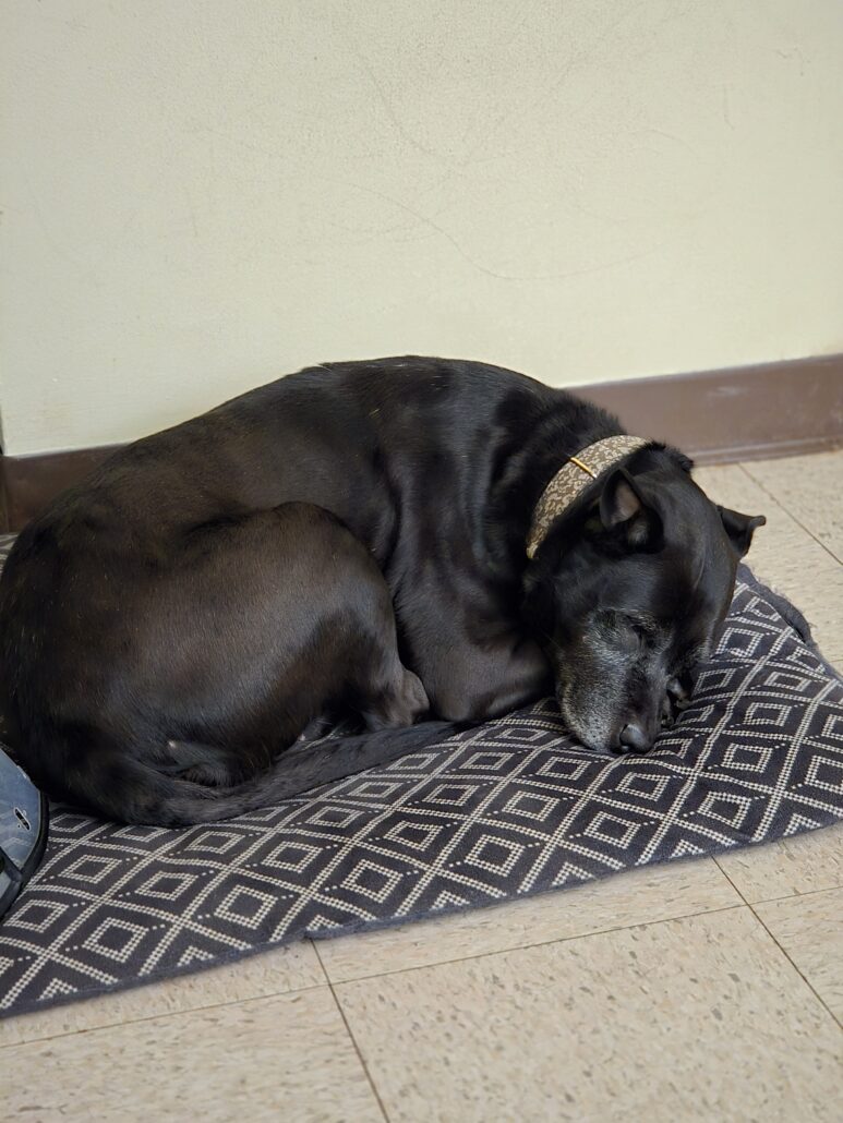 Scott Hughes's dog Karma sleeping. She is black with some gray around the muzzle.