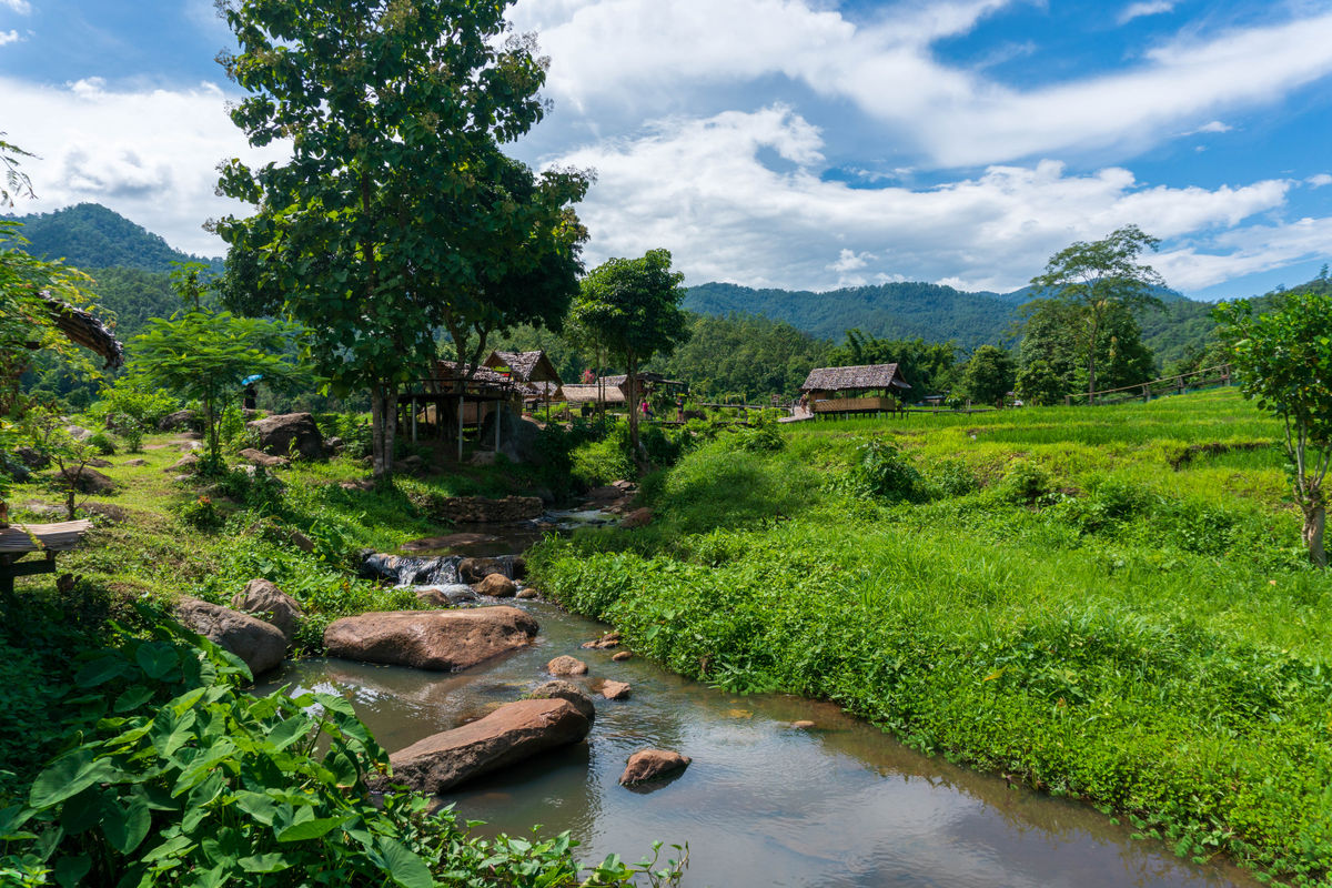 Rice farms