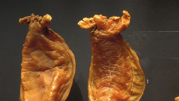 海味回收——花膠、燕窩、鮑魚與海參