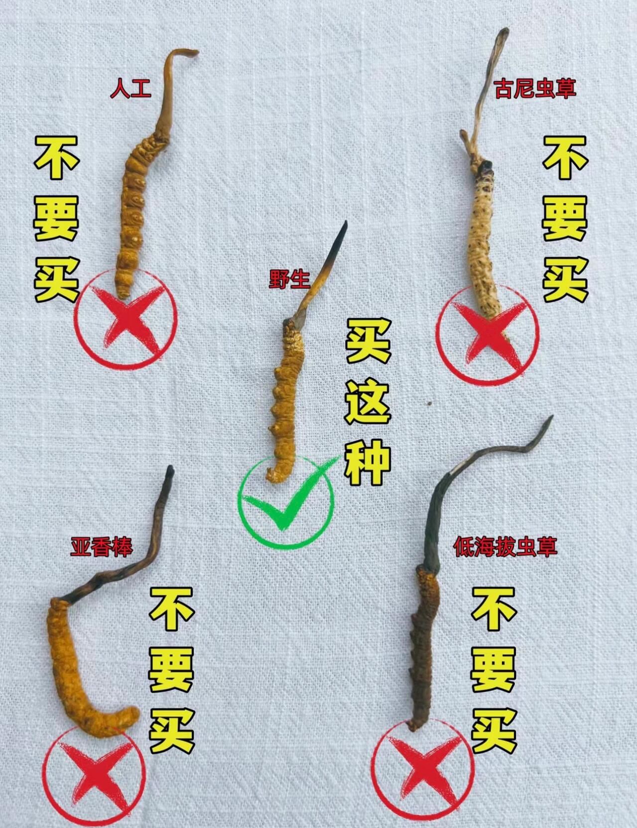 冬蟲夏草乾度完整度草頭比例回收檢查清單
