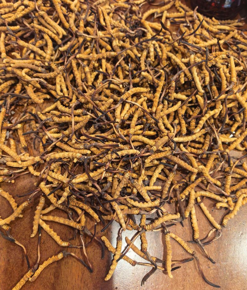 冬蟲夏草整草、斷段、碎屑與待核物料放在獨立托盤並附組別標籤