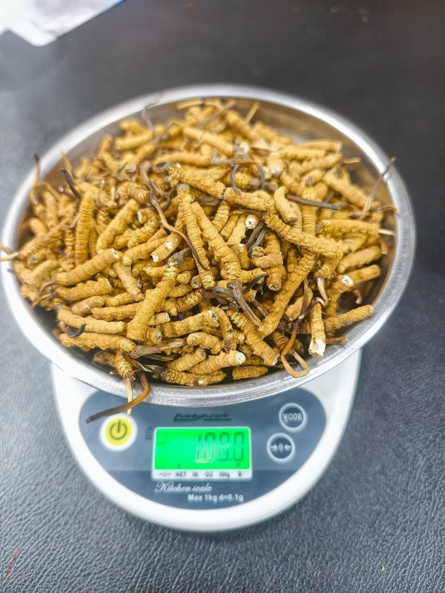 冬蟲夏草分組記錄表旁放有 A 至 D 編號容器,逐項核對淨重與待核事項