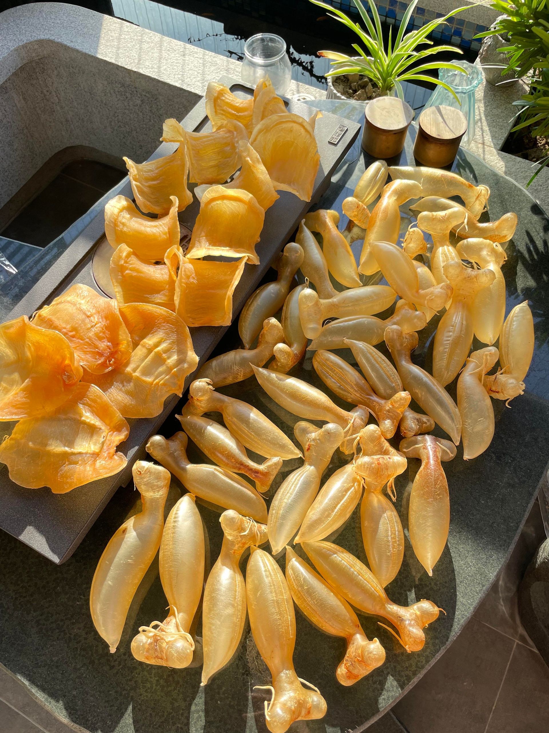 金錢鰵、白花膠、蜘蛛膠、赤嘴膠與不同頭數規格比較