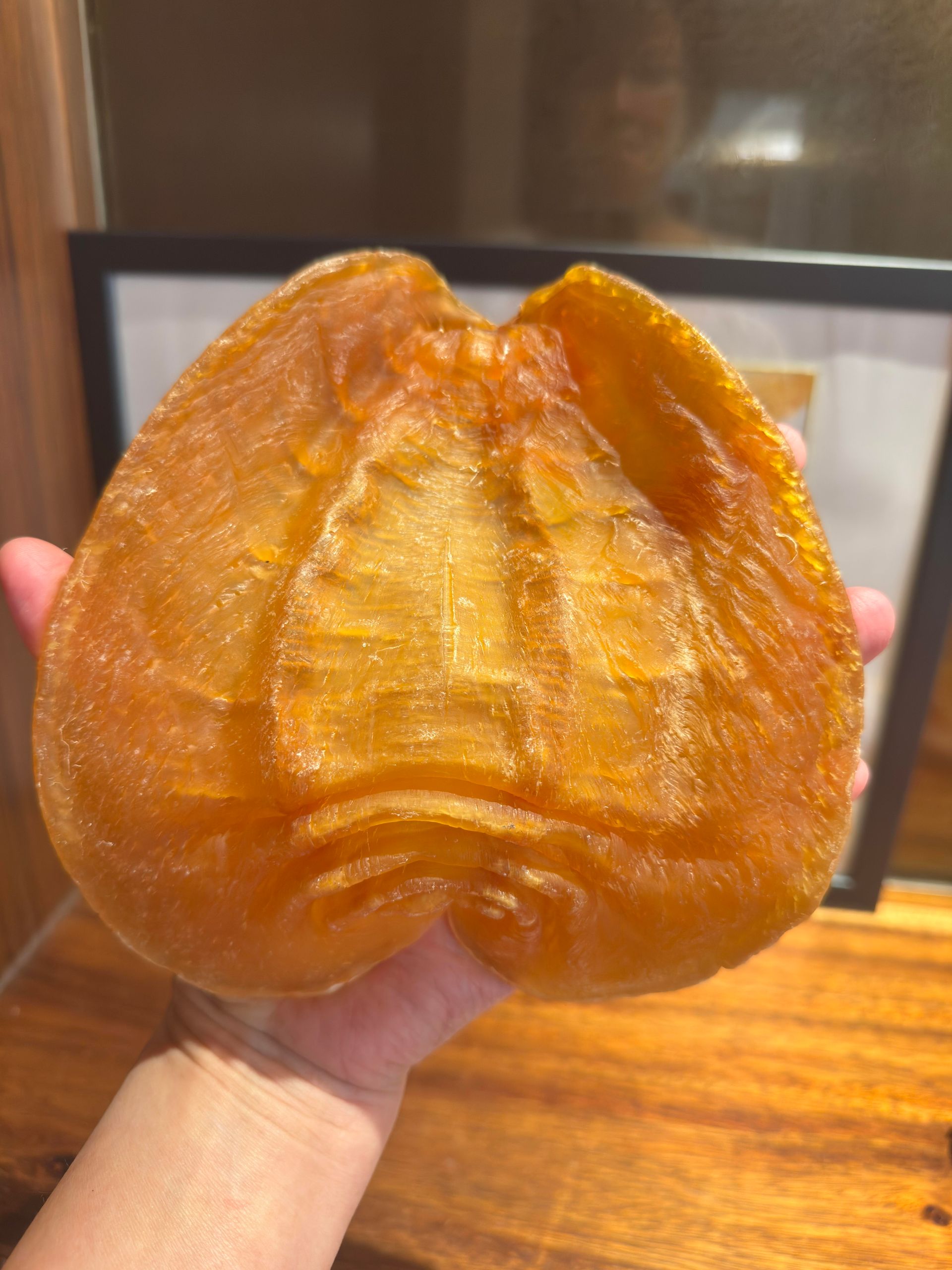 花膠真假鑑定人字紋纖維斷面敲擊乾爽度檢查