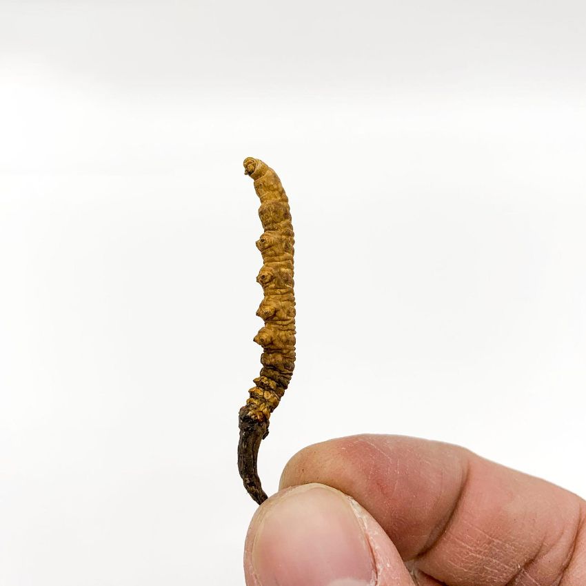 優質西藏那曲冬蟲草細節