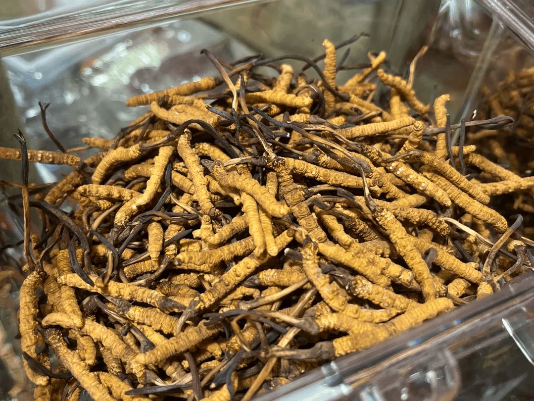 青海玉樹冬蟲草回收