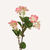 En elegant Jasmine rosa Takai, Konstgjord jasmin 62 cm hög med naturligt utseende och känsla. Detaljerad utformning med realistiskt bladverk. 