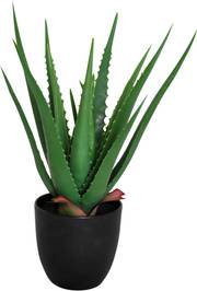 Viridis Aloe vera planta, en produkt av hög kvalitet till bra pris från Ulfåsa möbler