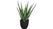Viridis Aloe vera planta 1 PACK, en produkt av hög kvalitet till bra pris från Ulfåsa möbler