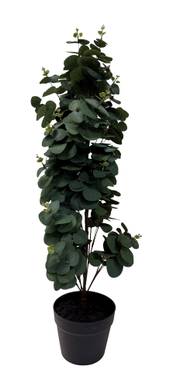 VIRIDIS Eucalyptus planta i kruka H78, en produkt av hög kvalitet till bra pris från Ulfåsa möbler