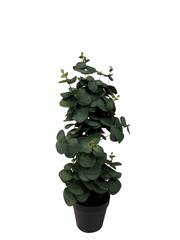 VIRIDIS Eucalyptus planta i kruka H54, en produkt av hög kvalitet till bra pris från Ulfåsa möbler