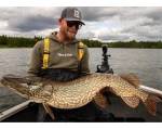 Bite of Bleak Exodus Pike 7'9 tum casting-spö 30–80g Daniel Nilsson Signature för modernt gäddfiske.