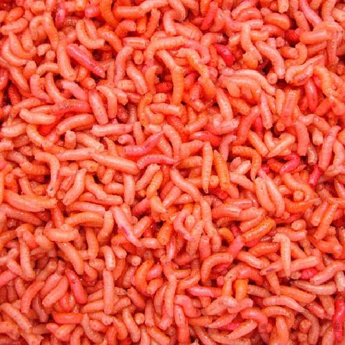 Orange wiggler pinkies fiskbete i närbild redo för mete och feederfiske