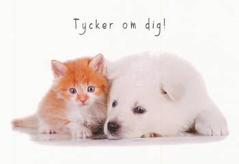 Vykort - Tycker om dig! - Hund och katt, en produkt från Nya Musik som utvecklar och engagerar människor i alla åldrar.