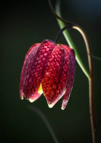 Inbjudan till tacksägelse - Kungsängslilja, en produkt från Nya Musik som utvecklar och engagerar människor i alla åldrar.