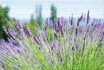 Dubbelt kort – Utan text - Lavendel, en produkt från Nya Musik som utvecklar och engagerar människor i alla åldrar.