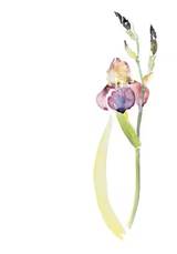 Inbjudan till tacksägelse: Iris, 10-pack, en produkt från Nya Musik som utvecklar och engagerar människor i alla åldrar.