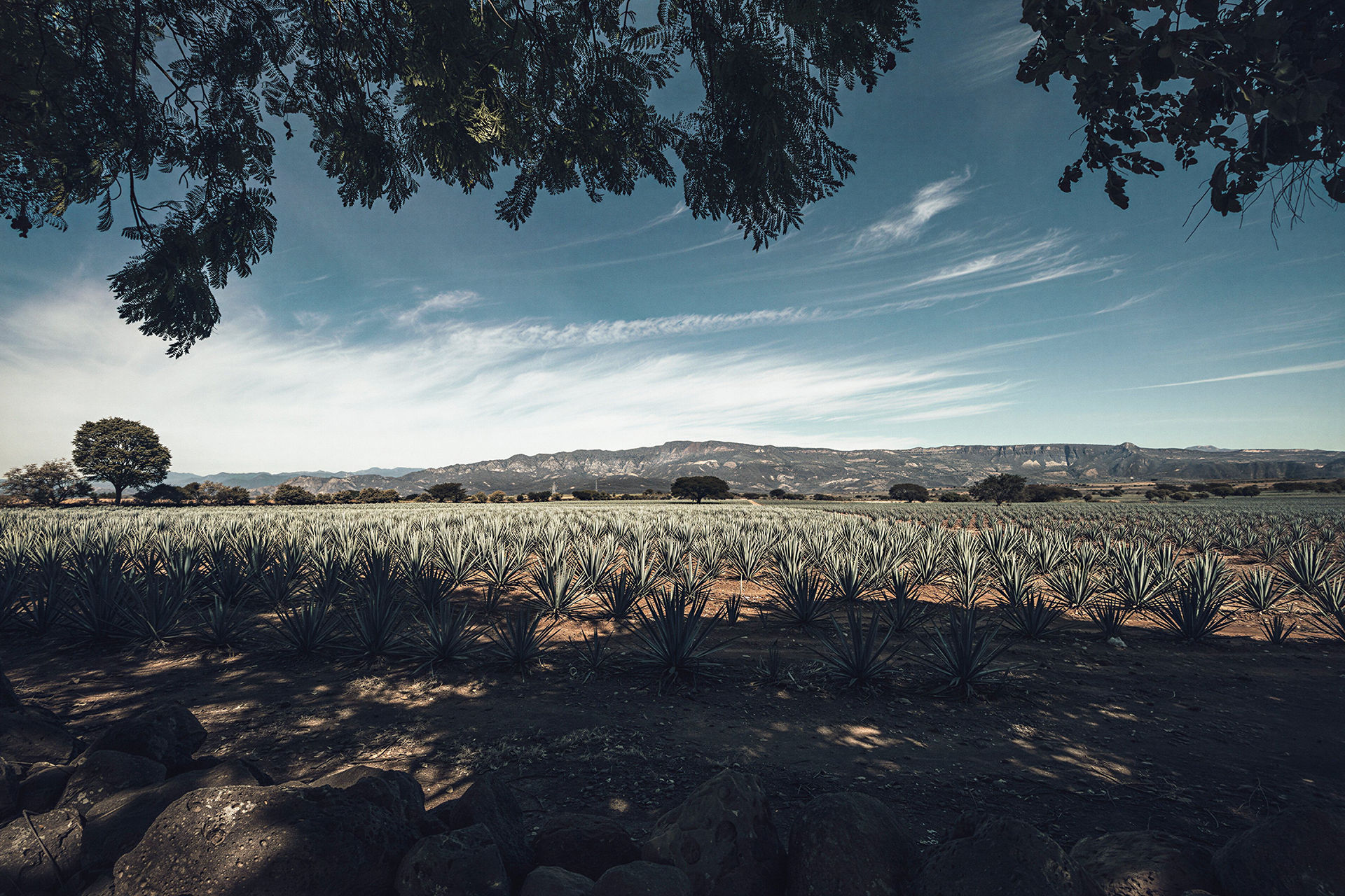 Tequila Valley