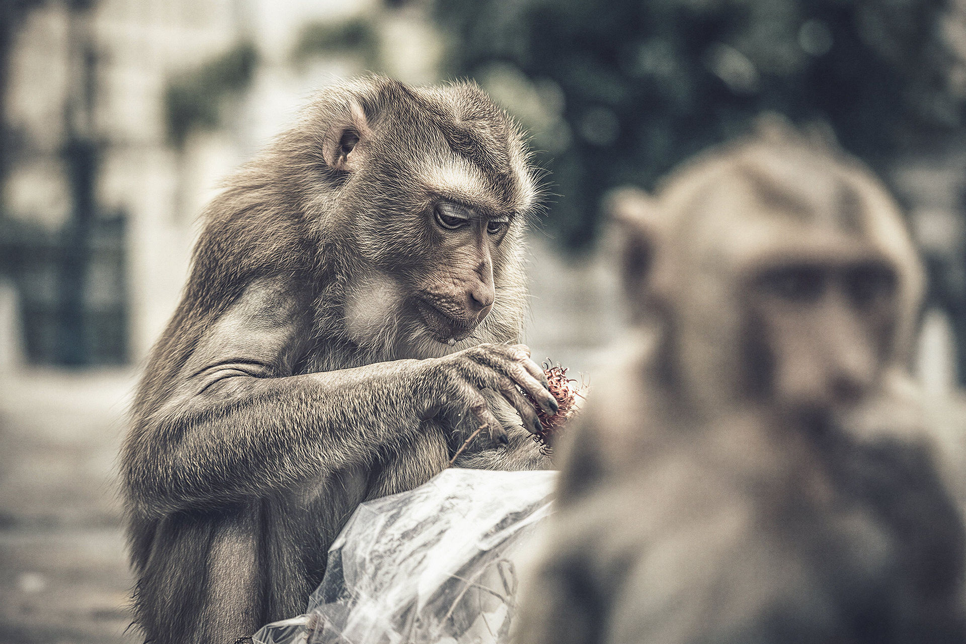 Cambodian Monkey