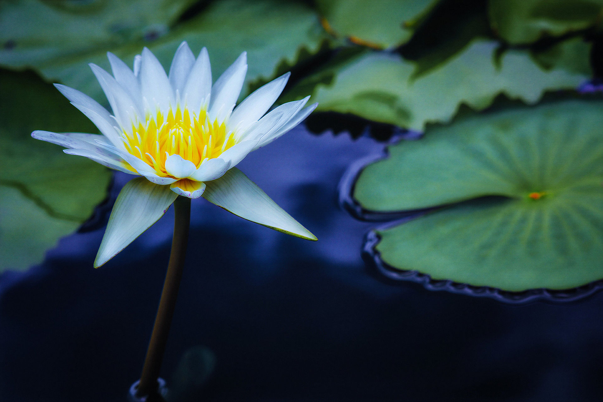 Flor de Loto