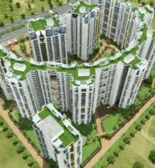 sikka-kaamna greens