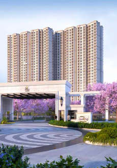 prestige-lavender fields