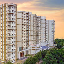 prestige-pine wood