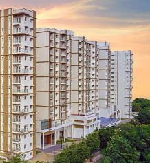 prestige-pine wood