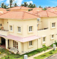 alliance-bougainvillea