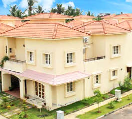 alliance-bougainvillea