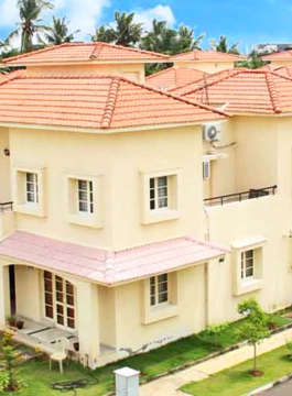 alliance-bougainvillea