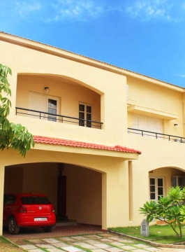 alliance-bougainvillea