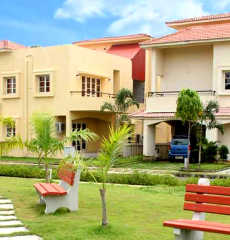 alliance-bougainvillea