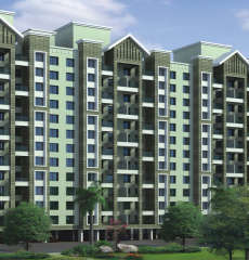 kolte-patil cilantro