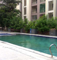 kolte-patil cilantro